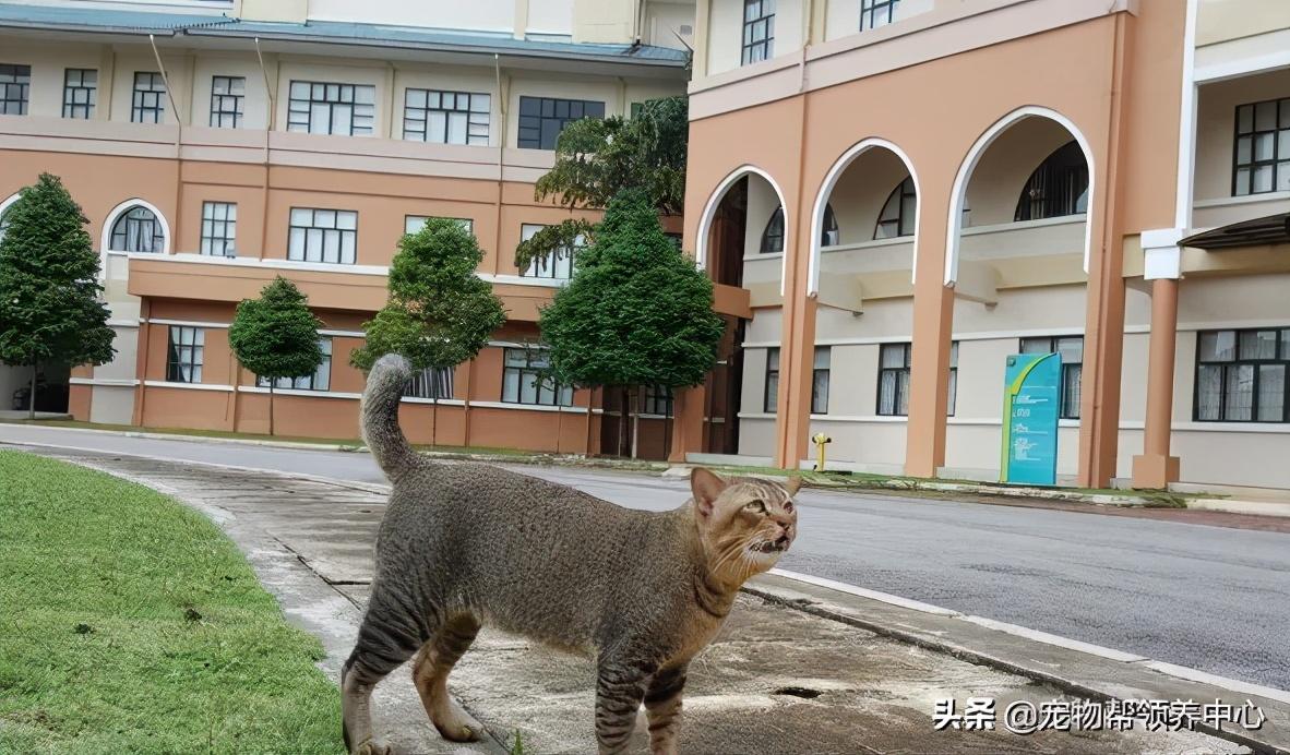 猫进了食堂怎么办猫误入食堂，如何应对这一突发状况？