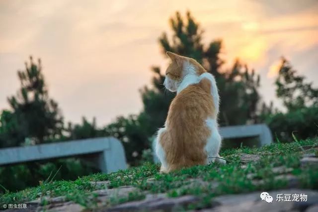 猫咪即将离世与主人道别当猫咪即将离世时，它们可能会表现出一些特殊的迹象来与主人道别。虽然每只猫咪的表现方式可能略有不同，但以下是一些常见的迹象和表现